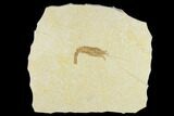 Detailed, Fossil Shrimp - Solnhofen Limestone #113550-1